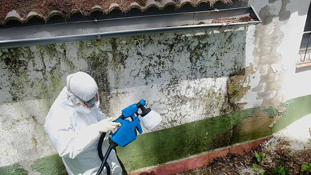 Top rated local Crawl Space Mold Remediation specialists in Quincy, MI